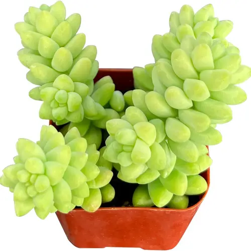 live succulent morganianum burros tail live succulent in 2in planter