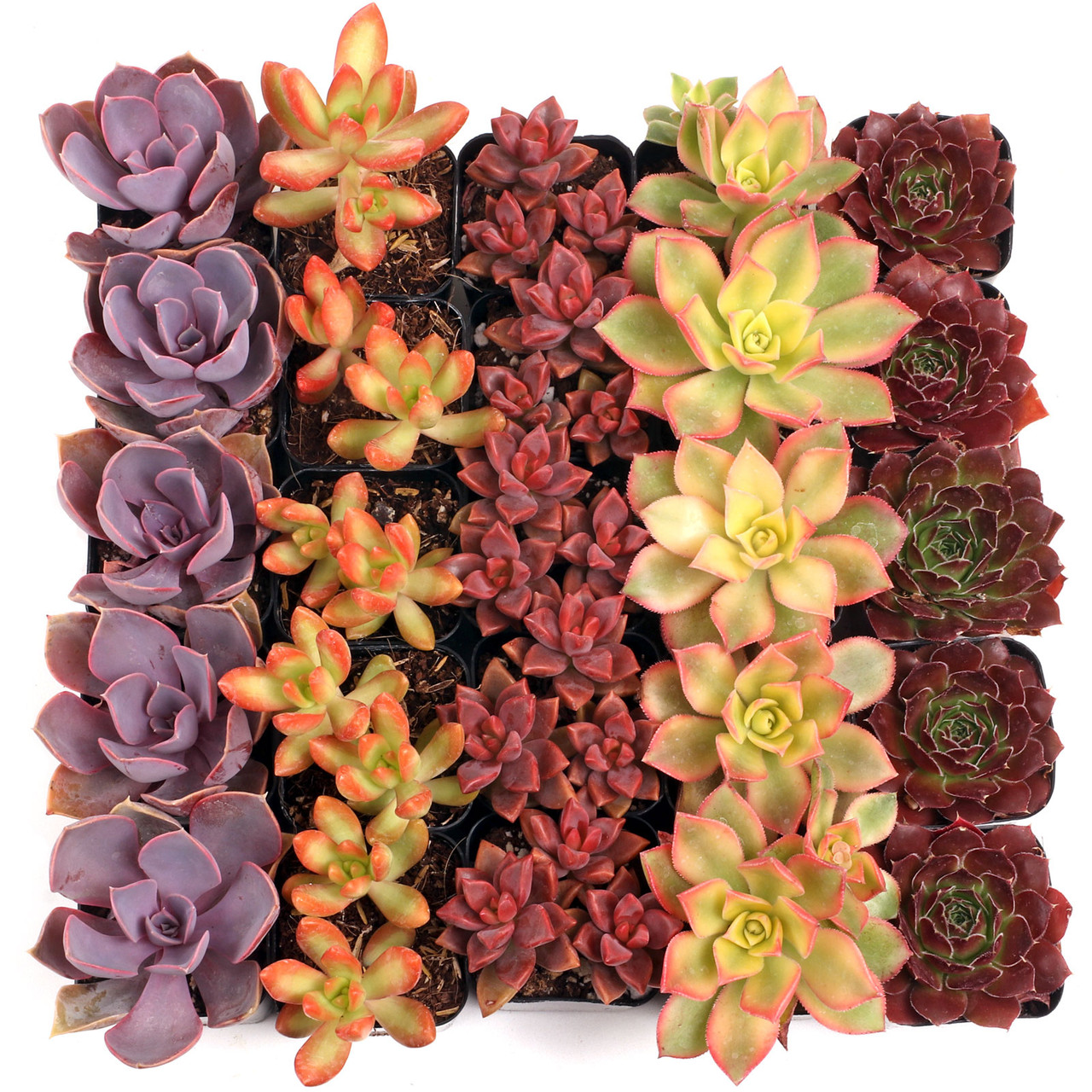 

Succulents (25 Pcs) 5 Unique Types - Live Succulents In