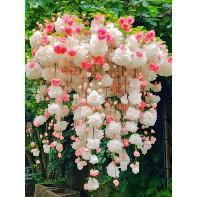 Cherry Birchapple Flower Seeds Seeds Climbing Plants Easy To Live ...