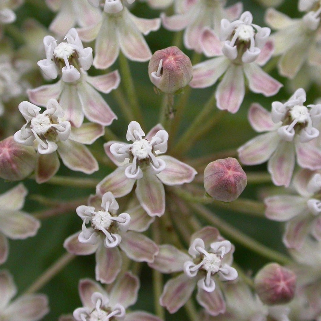 Rare Narrowleaf Flower Seeds (asclepias Temu