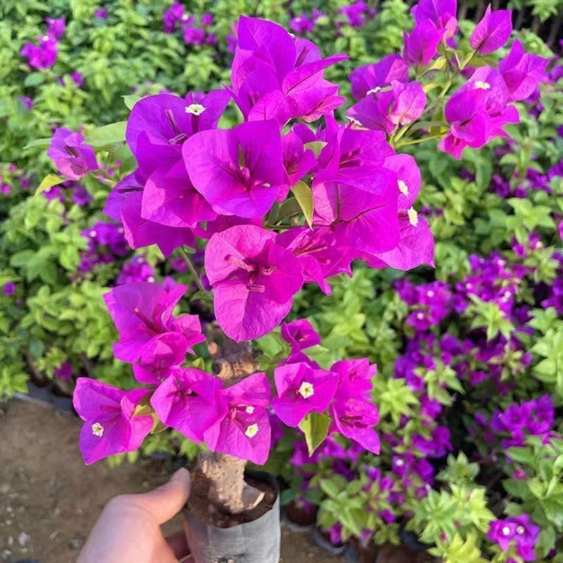 Garden Purple Bougainvillea Jasmine 200 Seeds Striking Landscaping