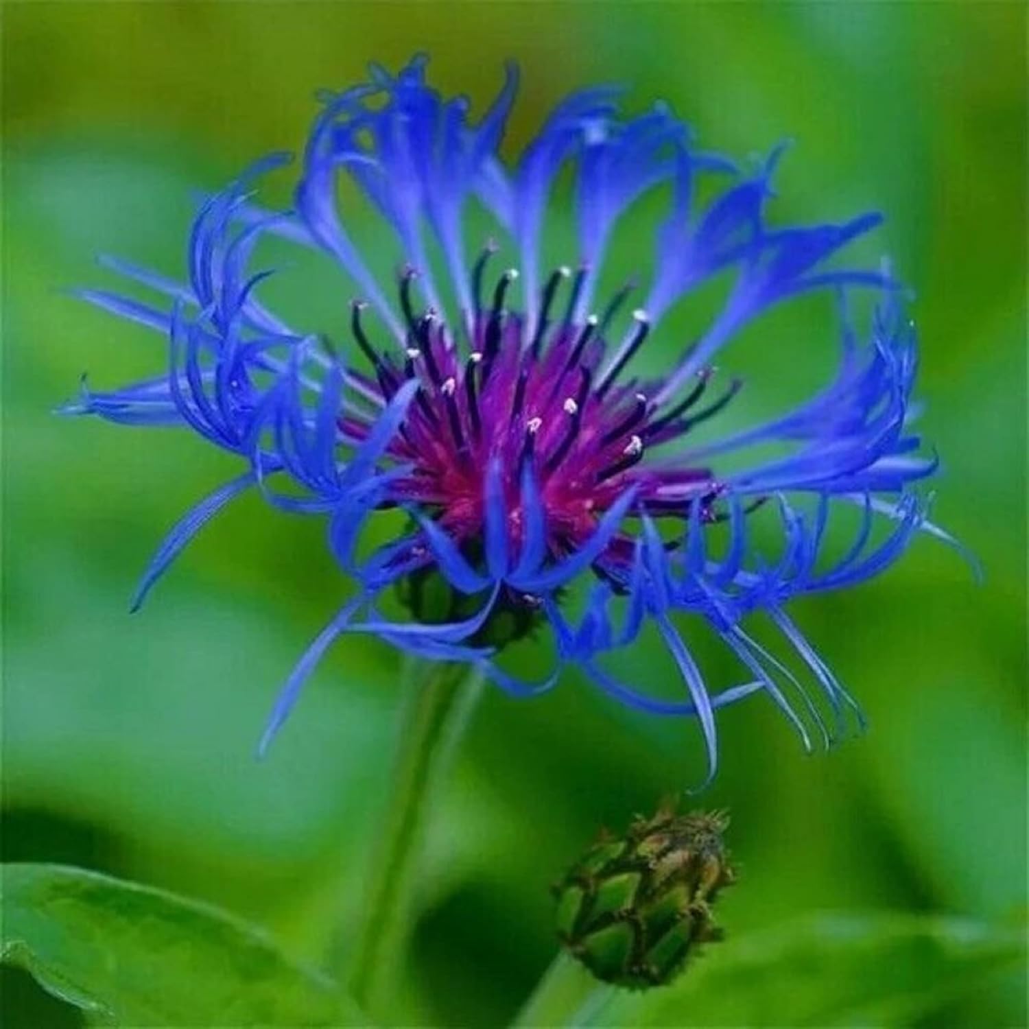Blue Scarlet Seed, Didyma,crimson Beebalm, Bergamot Flowering Plant