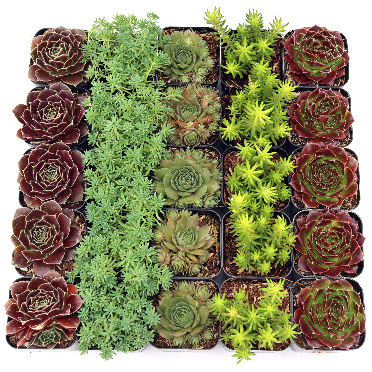 

Succulents (25 Pcs) 5 Unique Types - Live Succulents