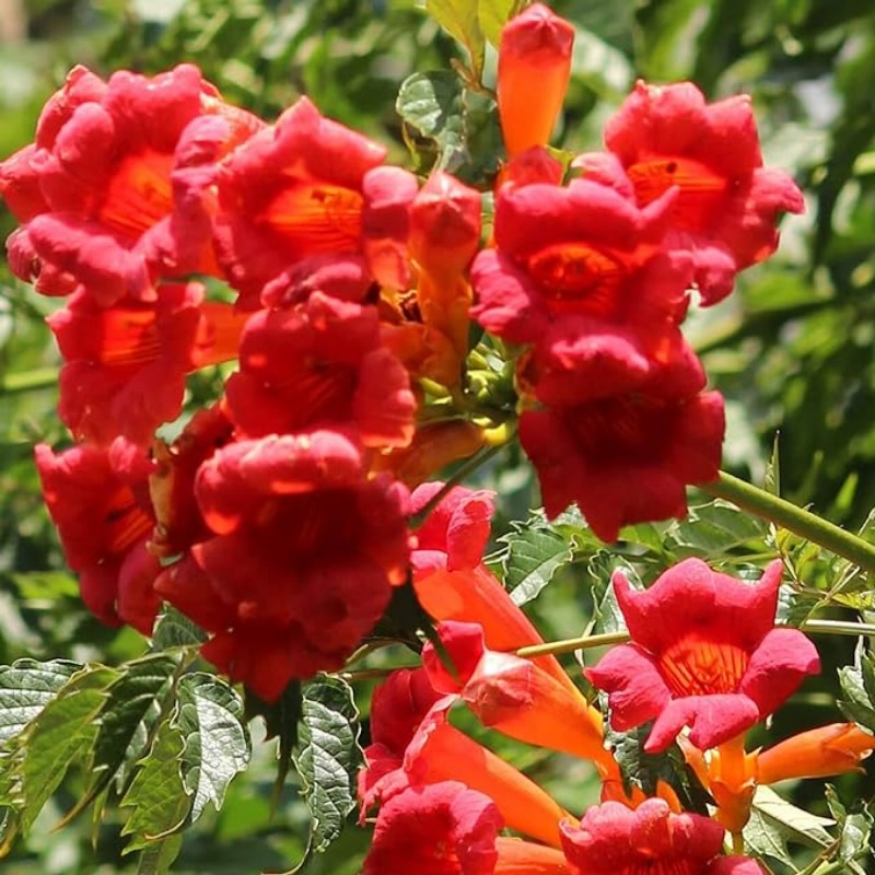 Hummingbird Plant Seeds Trumpet Creeper Seeds - Temu