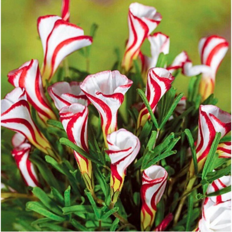 Rare Flower Seeds Suitable Garden Home Gardening Decoration Temu