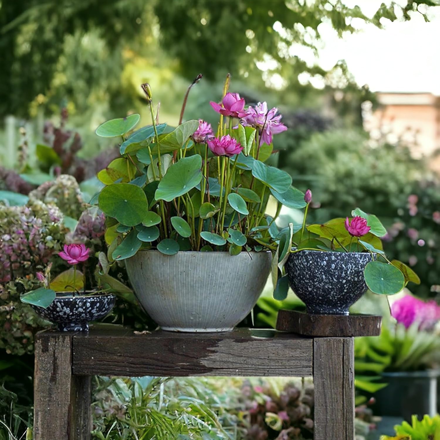 

30 Bowl Lotus Bonsai Lotus For Planting, Flower, Aquatic Plants , , Non-gmo Home Garden Plant , Flowering Aquatic Bonsai Plant