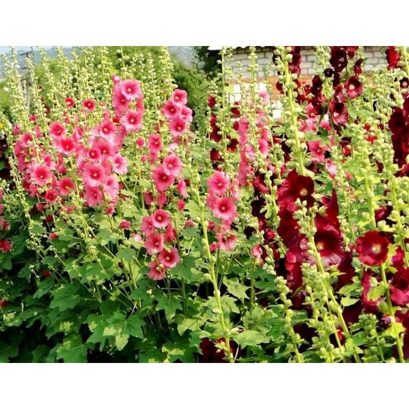 Мальва махровая многолетняя. Что посадить с мальвой. Цветы мальва багамы. Мальва мелюка. Мальва махровая многолетняя.