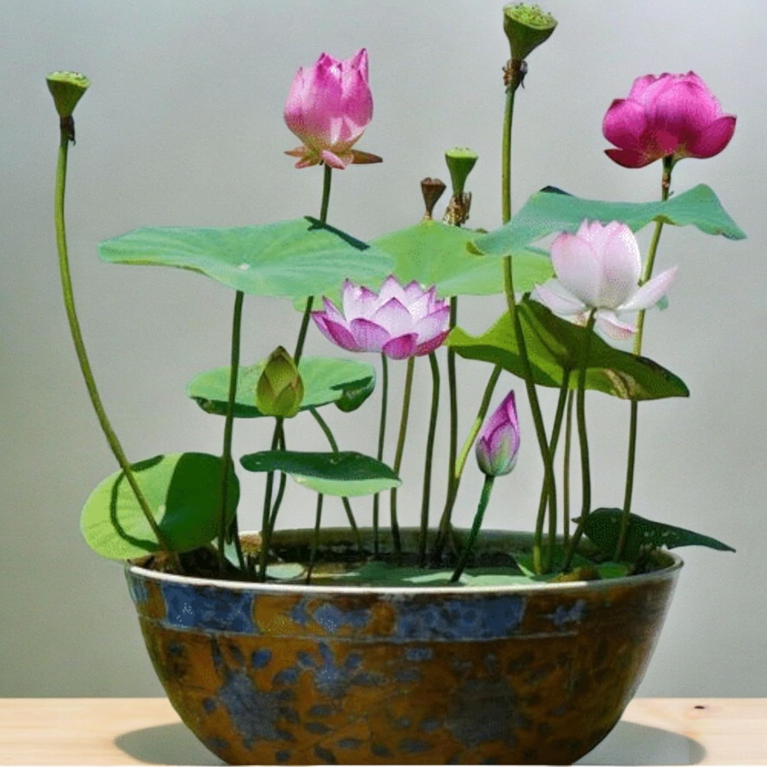 

15 Bowl Lotus Bonsai Lotus For Planting, Flower, Aquatic Plants , , Non-gmo Home Garden Plant , Flowering Aquatic Bonsai Plant