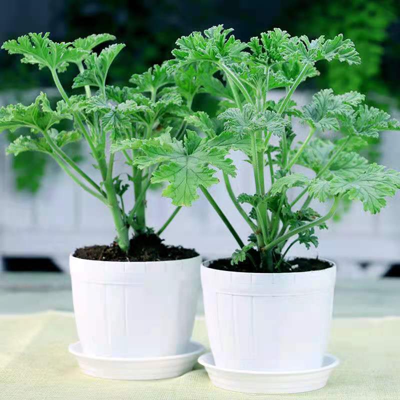 500 Mosquito Repellent Citronella Plant Seeds Growing Temu