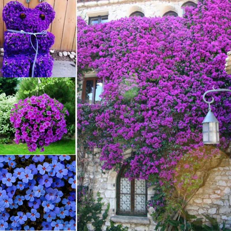 Bag Flower Seeds Hanging Plants Rare Indoor Outdoor Temu