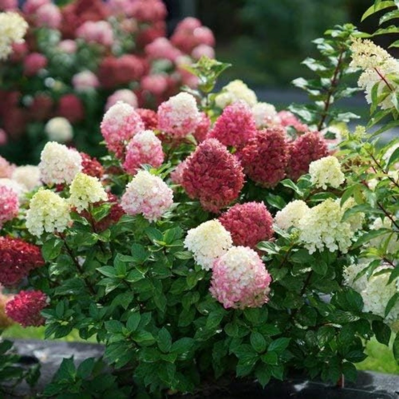 

100pcs Rare Mixed-color Hydrangea For Planting, Hydrangea Snowball Shrub For Planting Outdoor Gardens