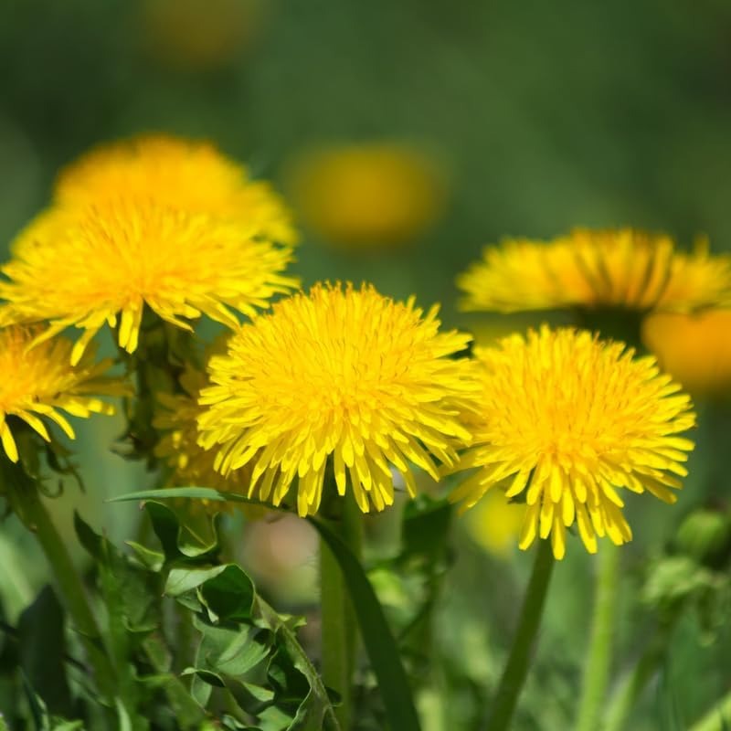 Rare Dandelion Flower Seeds Growing Plants Temu