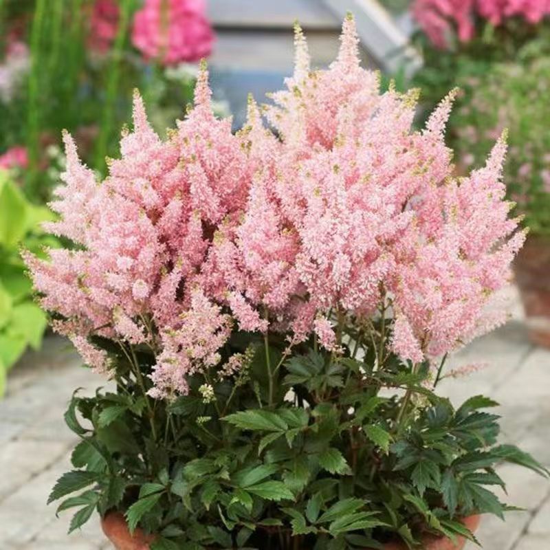 Bulbos De Lirios Perennes Y Resistentes - 2 Unidades Para Decorar Tu Jardín