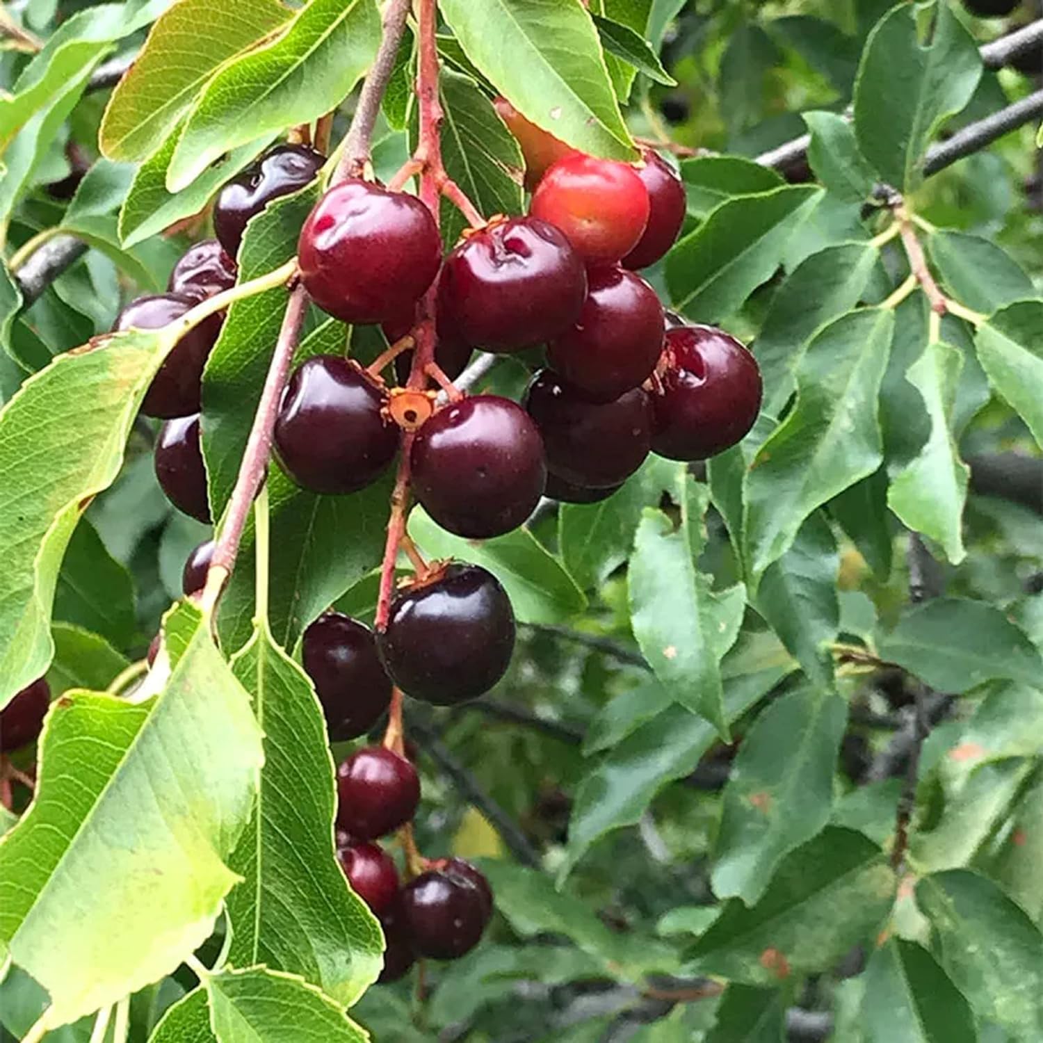 30 Seeds Serotina, ,wild ,rum Cherry,mountain Fragrant Hardy Tree Great
