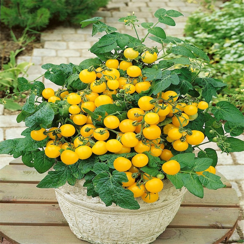 Yellow Grape Tomato Seeds 200pcs For 2024 Indeterminate Orange Baby