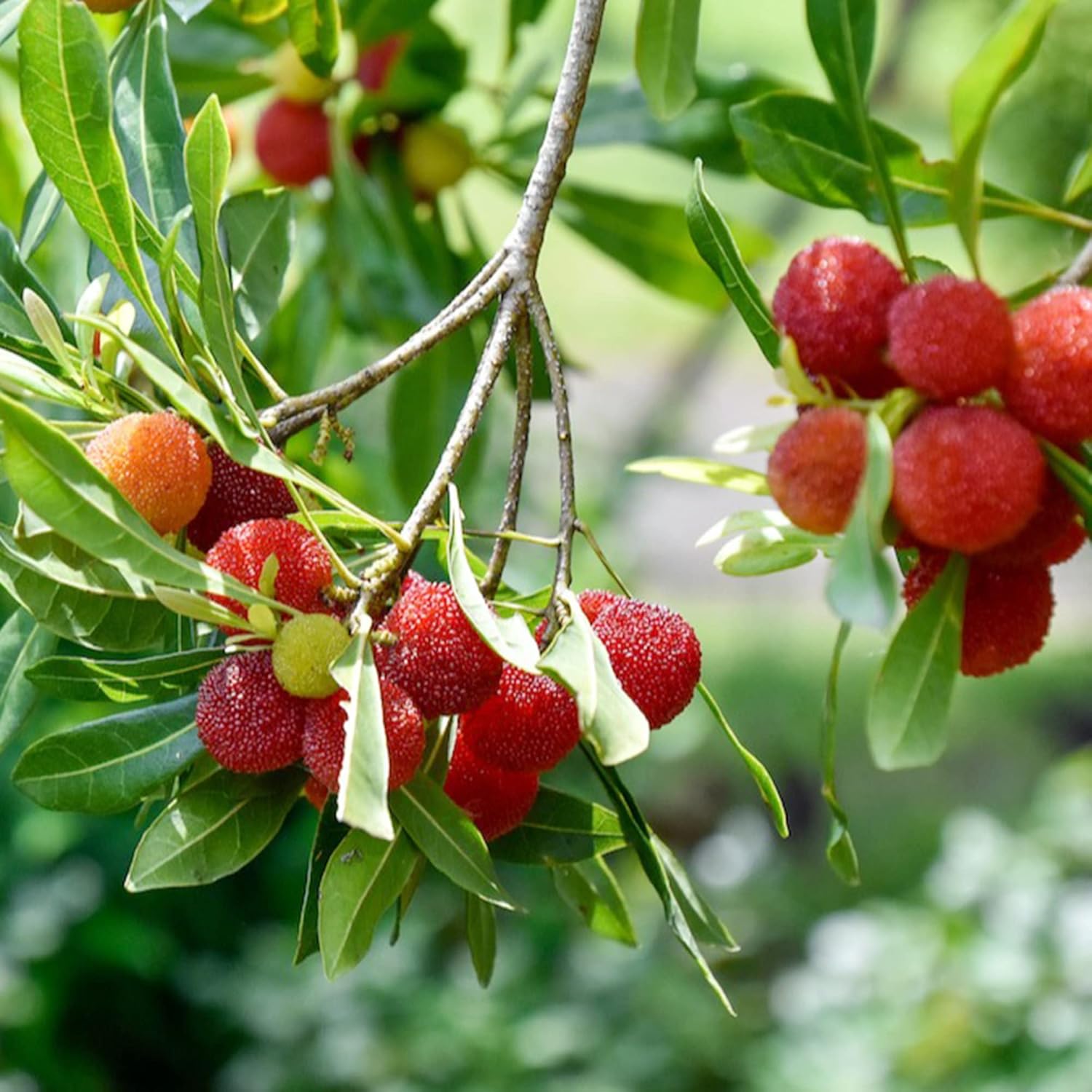 Garden 10 Premium (red Bayberry) Seeds, Nongmo Fruit Seeds To Plant