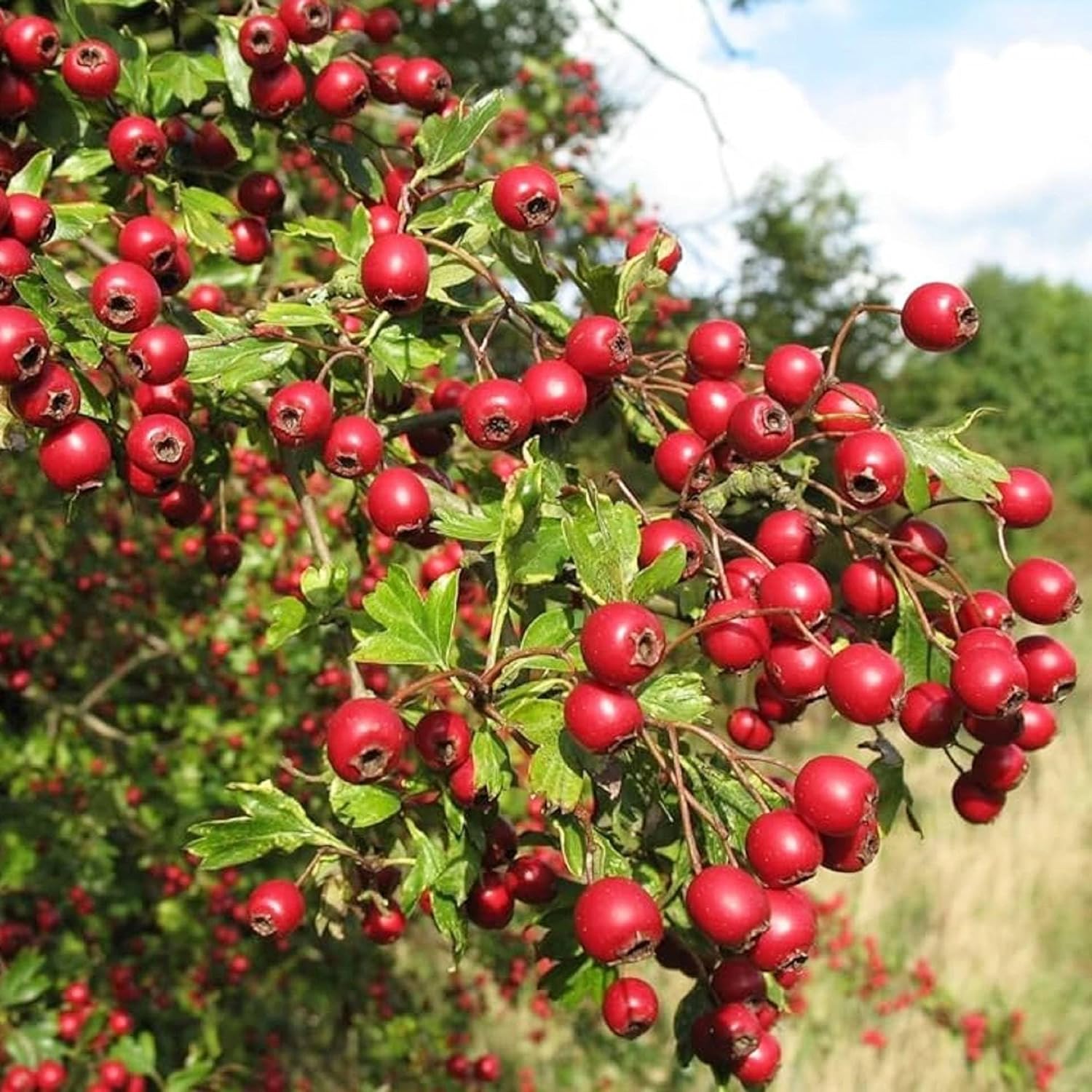 30pcs English Hawthorn Seeds For Planting Outdoors Heirloom Crataegus