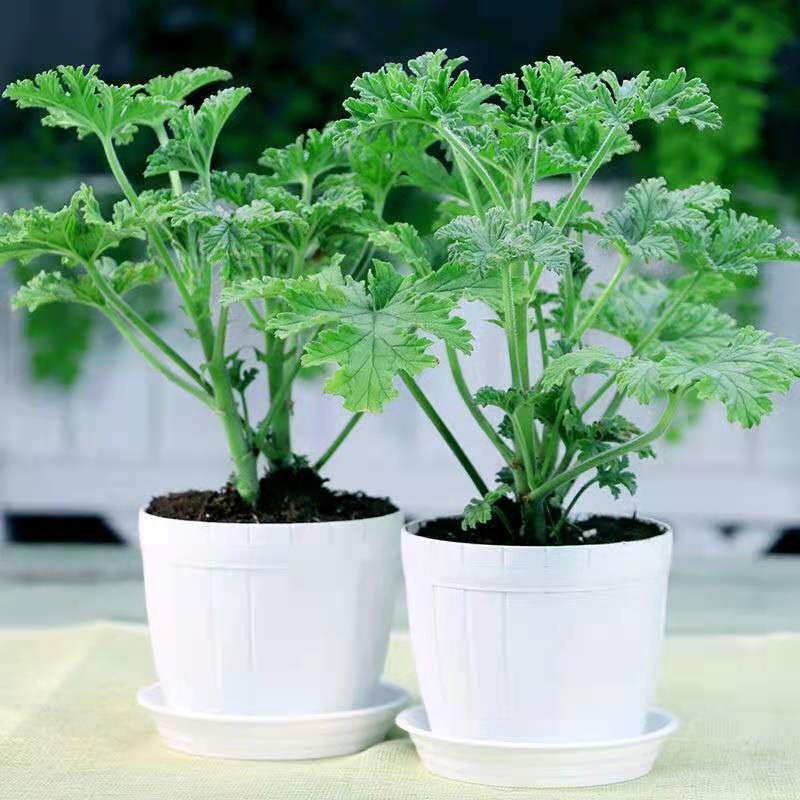 Mosquito Repellent Citronella Plant Seeds Growing Outdoor Temu
