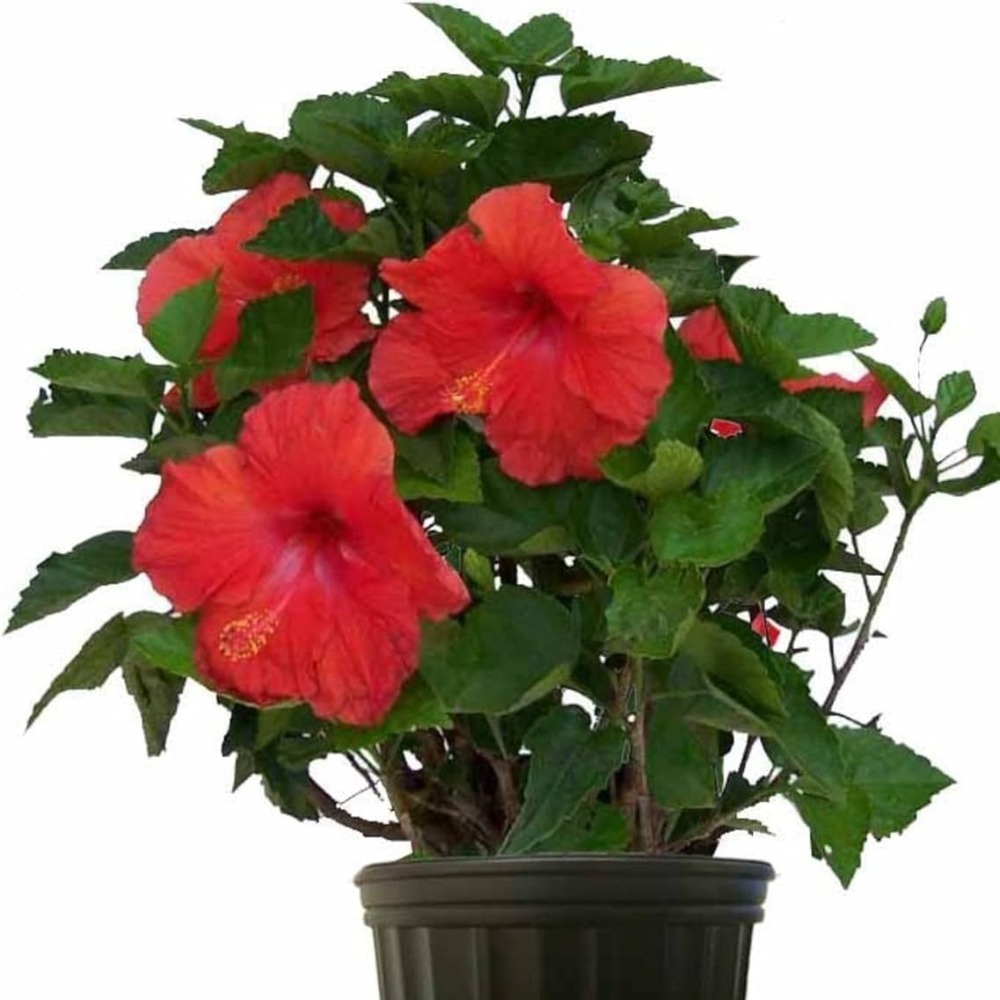 

300pcs Of Hibiscus For Planting Mixed Flowering Hibiscus Shrub For Outdoor Potted Plants