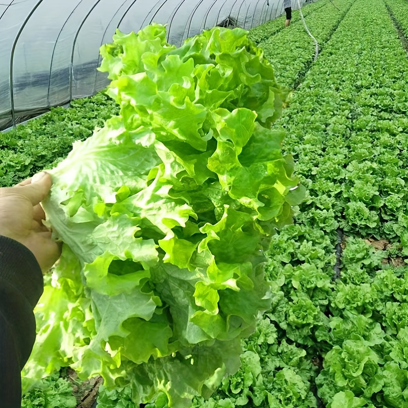 

Cream Lettuce Balcony Potted -resistant Vegetable Farm Lettuce Varieties