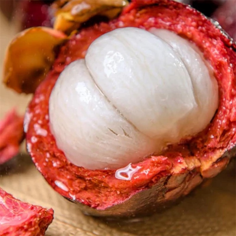 50 Semillas De Arbol De Mangostan, Mas Regalo