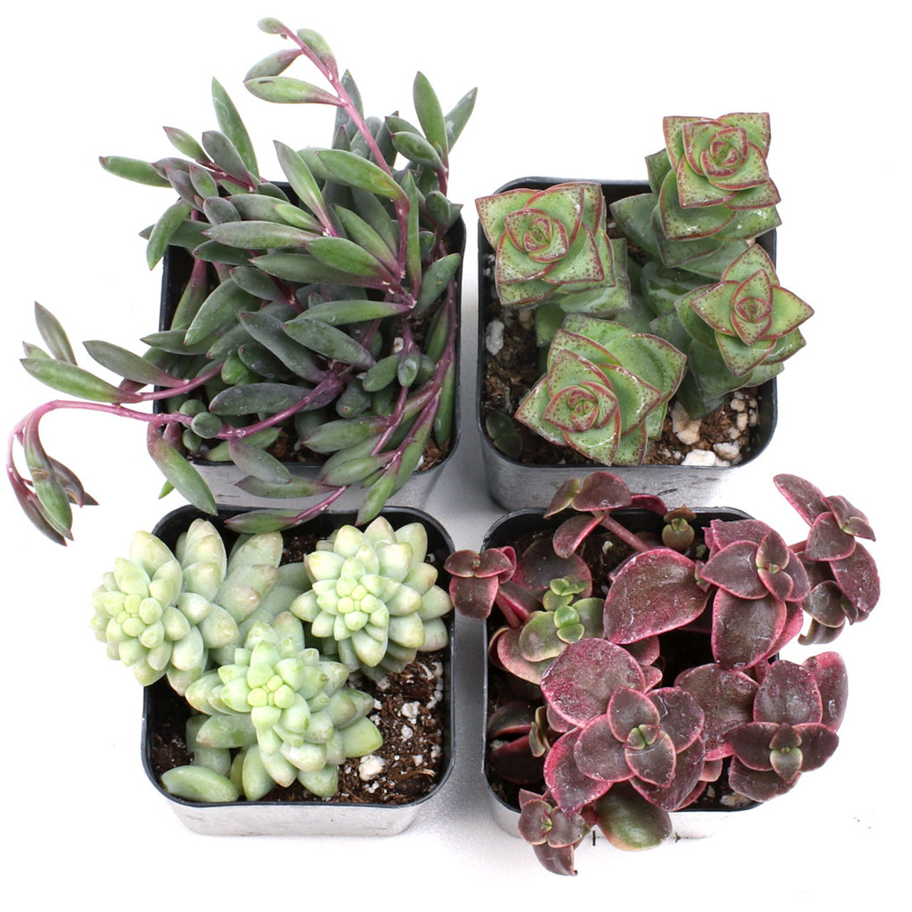 

Trailing (4-12 Pcs) - Live Trailing Plants