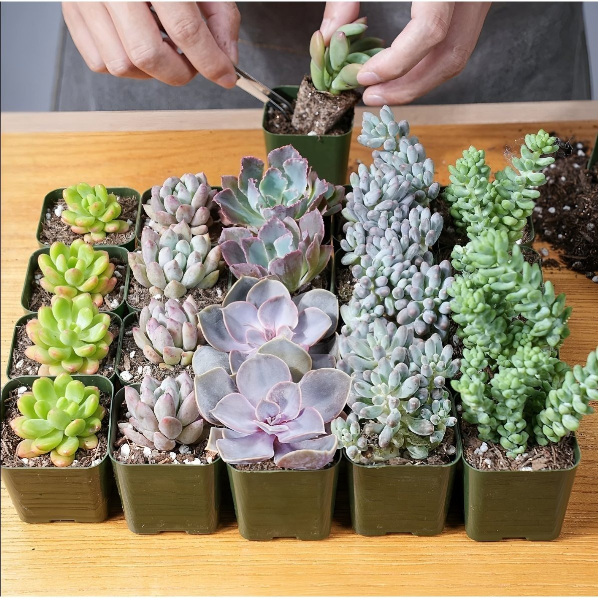 assorted succulents (9-50 pcs) types - live plants " pots - patio, lawn &  garden - Temu