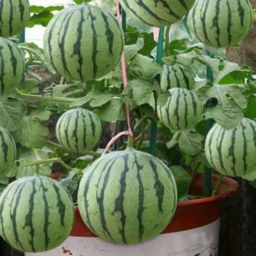 jar small watermelon seedless small watermelon planting balcony garden potted thin skinned watermelon