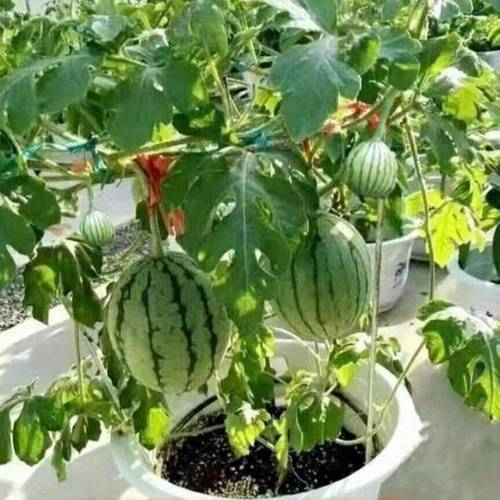 jar small watermelon seedless small watermelon planting balcony garden potted thin skinned watermelon