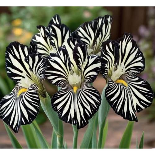 50 zebra seeds black white flower