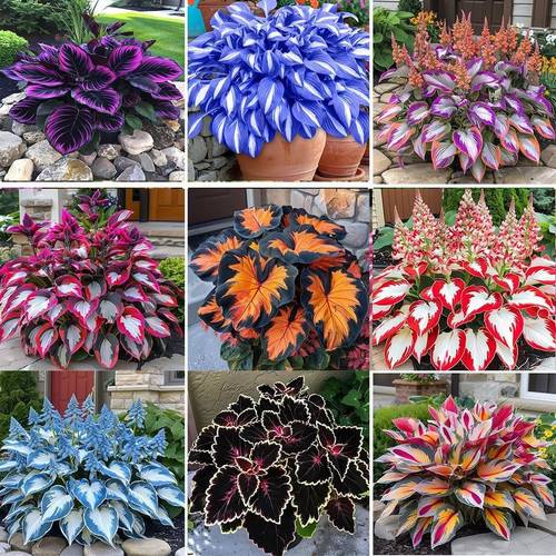 1000 hosta shade perennials low maintenance high ornamental value for gardens pots
