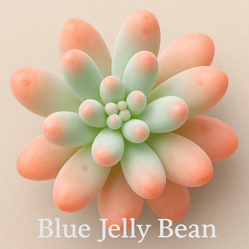live succulent pachyphyllum blue rare pink plant in 2 pot indoor decor