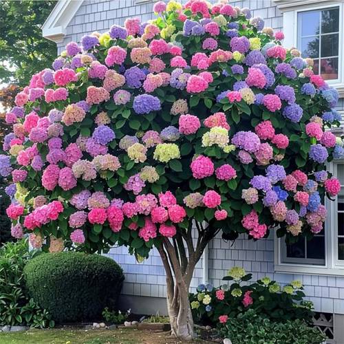 mixed color hydrangea plant garden decoration is suitable for outdoor garden planting home decoration and your own outdoor decoration with flowers