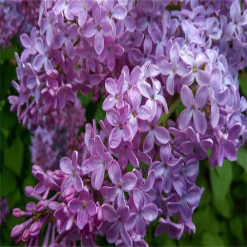 rosewood beautiful purple flowers suitable for gardening or potted plants