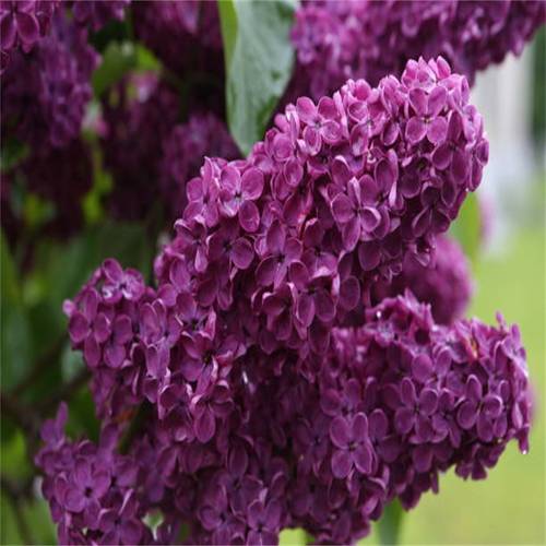 rosewood beautiful purple flowers suitable for gardening or potted plants