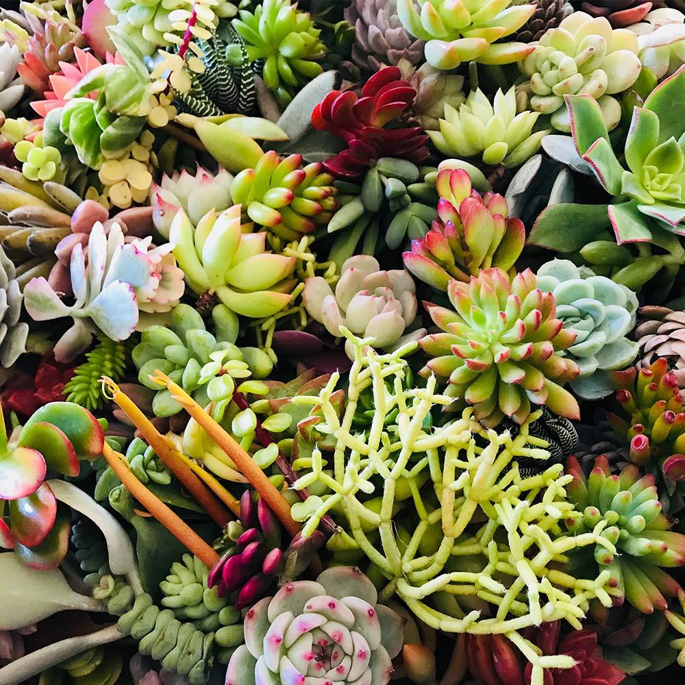 10pcs live succulent   assorted varieties and colors easy to care succulents  