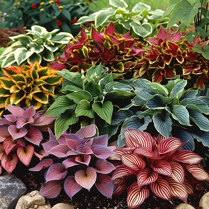 81 vibrant mixed   white lace   garden artificial flower plants mixed colors outdoor flower display vibrant garden blooming maintenance planting outdoor flower exhibition