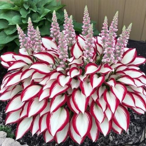 180pcs seeds hosta plant seeds white red seeds plant seeds