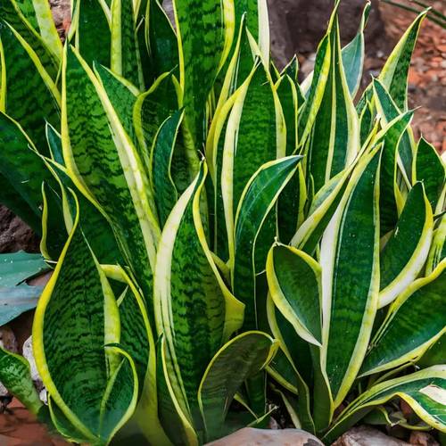 real snake plant sansevieria trifasciata seeds low maintenance indoor house plant in pot tongue sansevieria plant