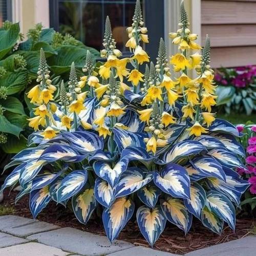 blue yellow flower hosta planting garden decoration outdoor flowers plants fruits and vegetables planting for plant lovers as