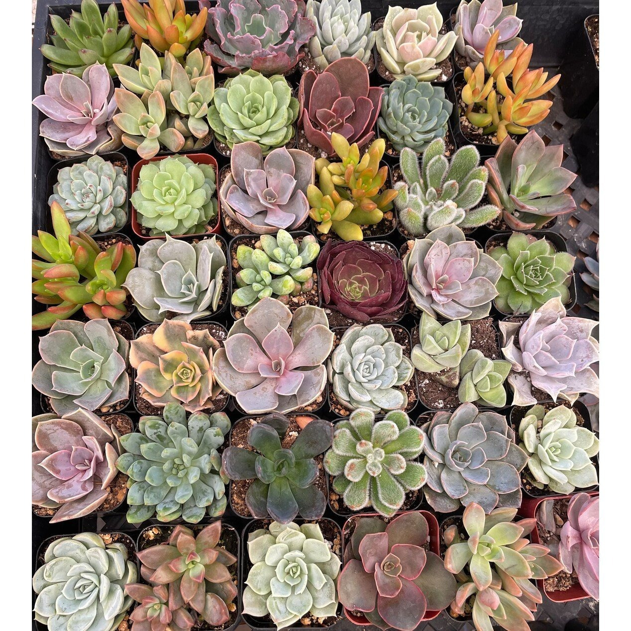 live succulent 2 succulents plants live 6pack succulents - Temu