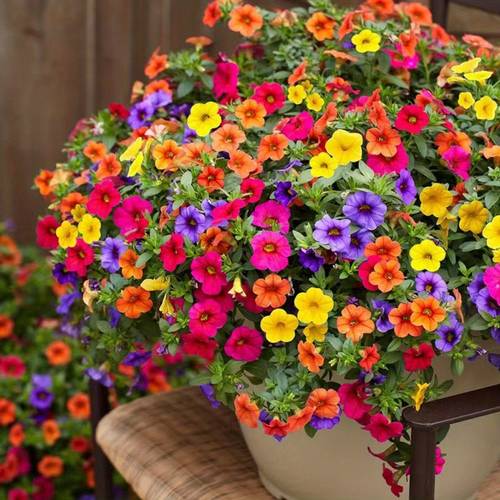 plant flowers88 mixed bonsai flowers flower garden indoor and 1