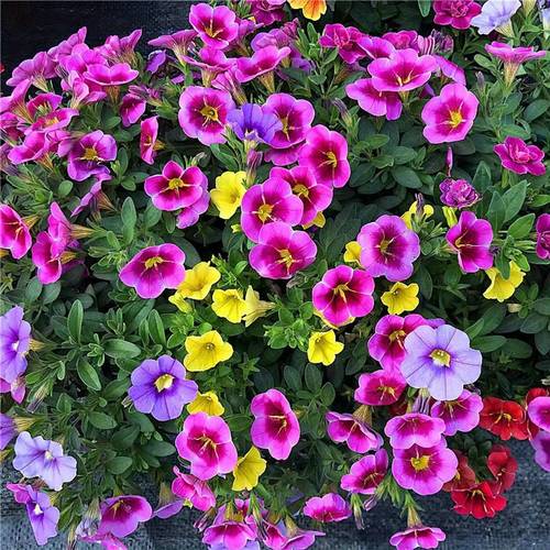plant flowers88 mixed bonsai flowers flower garden indoor and 1
