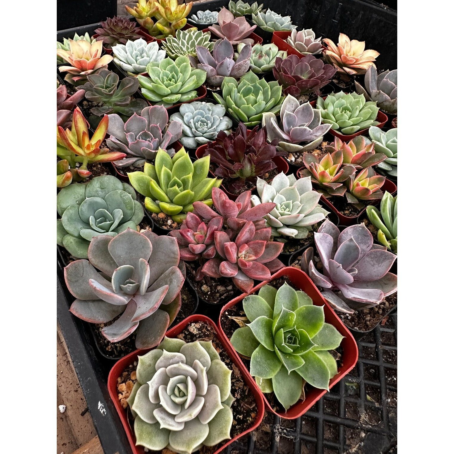 live succulent 2 succulents plants live 6pack succulents - Temu