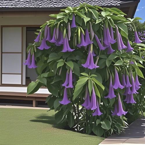 purple trumpet flower planting trumpet flower bonsai suitable for families and garden enthusiasts