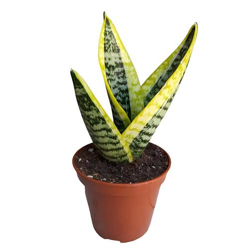 real snake plant sansevieria trifasciata seeds low maintenance indoor house plant in pot tongue sansevieria plant