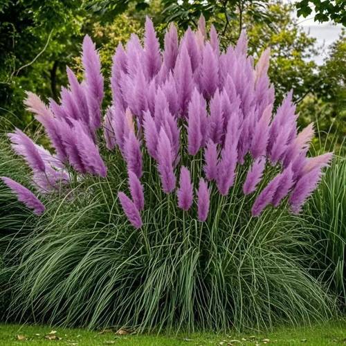 purple decorative grass is and suitable for dly garden landscape