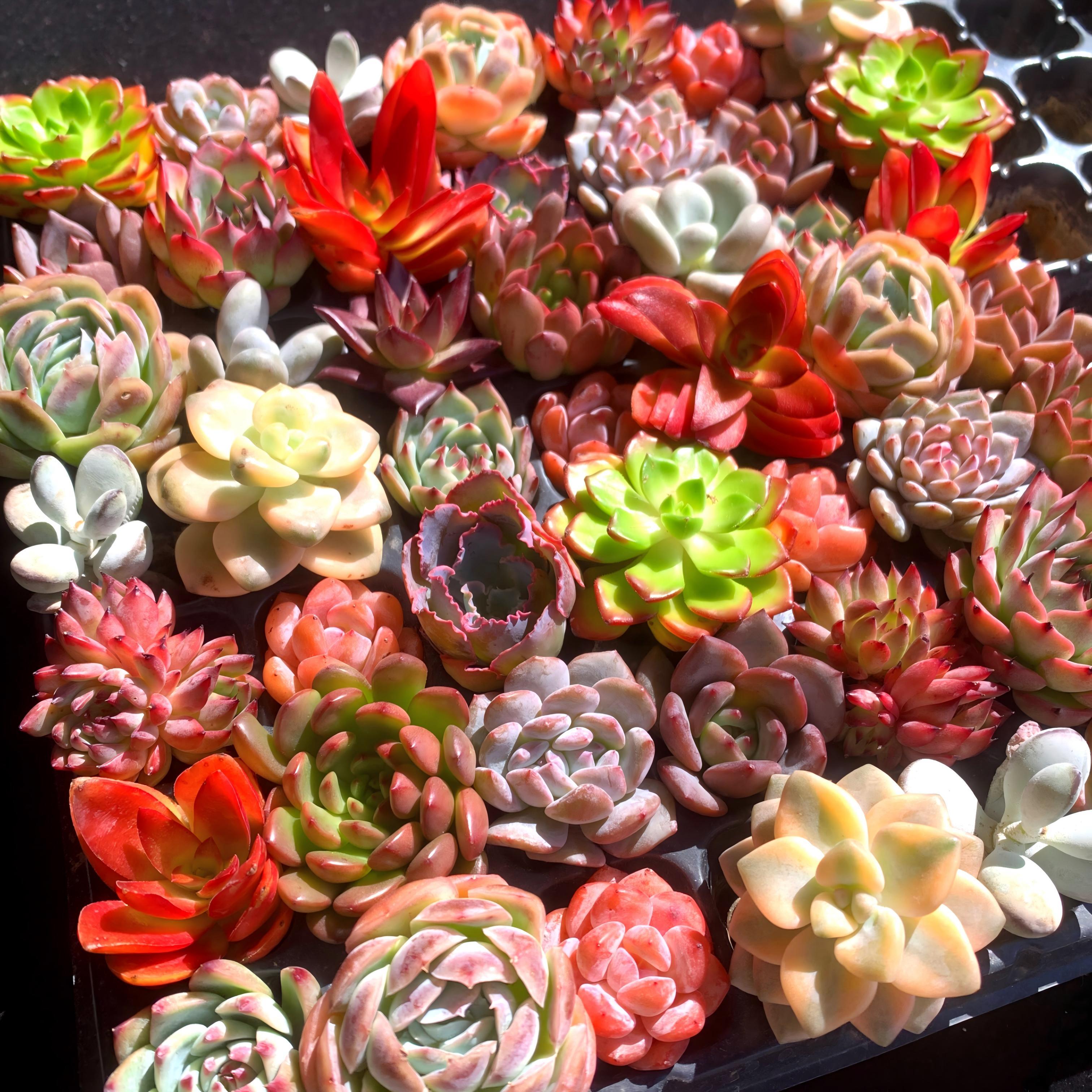 24PCS/set * Succulents, Live plants * root, 0.8-2.4&*;Rare Succulents  Collections for * * DIY Projects, Wedding Favors
