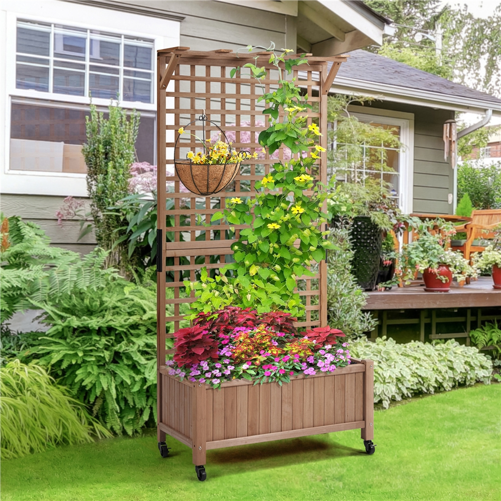hanging basket plants Alocasia Tiny Dancer