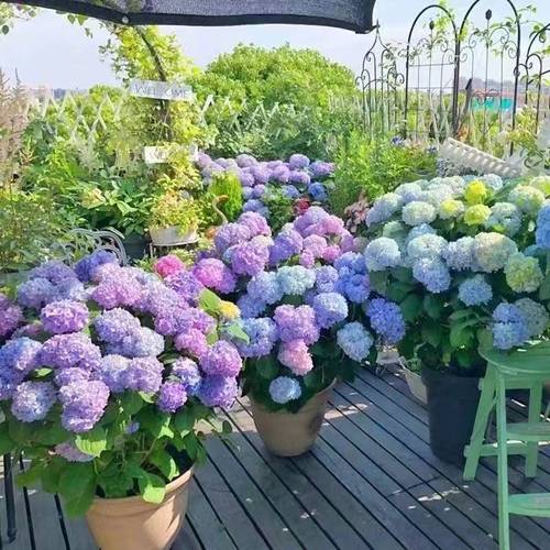 40pcs oversized flower ball s a colorful mix suitable for indoor and outdoor flower